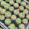 [PACK of 10 PLANTS] x Echeveria simulans 'Laguna Sanchez'