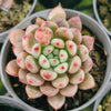 Pachyphytum Baozi