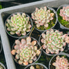 Pachyphytum Baozi