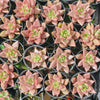 [PACK of 10 PLANTS] x Echeveria Palpitation - Mr. Haganes hyb