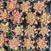 [PACK of 10 PLANTS] x Echeveria Palpitation - Mr. Haganes hyb
