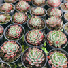 [PACK of 10 PLANTS] x Echeveria Nanahukumini