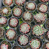 [PACK of 10 PLANTS] x Echeveria Nanahukumini