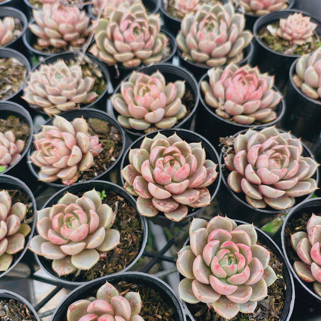 [PACK of 10 PLANTS] x Echeveria ‘Park's Pop Candy’
