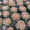 [PACK of 10 PLANTS] x Echeveria ‘Park's Pop Candy’