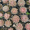 [PACK of 10 PLANTS] x Echeveria ‘Park's Pop Candy’