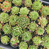 [PACK of 10 PLANTS] x Echeveria obsidian