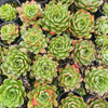[PACK of 10 PLANTS] x Echeveria obsidian