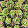 [PACK of 10 PLANTS] x Echeveria obsidian