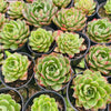 [PACK of 10 PLANTS] x Echeveria obsidian