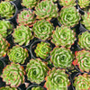 [PACK of 10 PLANTS] x Echeveria obsidian