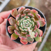 Echeveria 'Anna' (w/pup)
