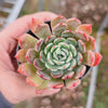 Echeveria 'Anna' (w/pup)