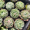 [PACK of 10 PLANTS] x  Echeveria 'Sina' aka. 'Mexican Rose'