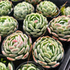 [PACK of 10 PLANTS] x  Echeveria 'Sina' aka. 'Mexican Rose'
