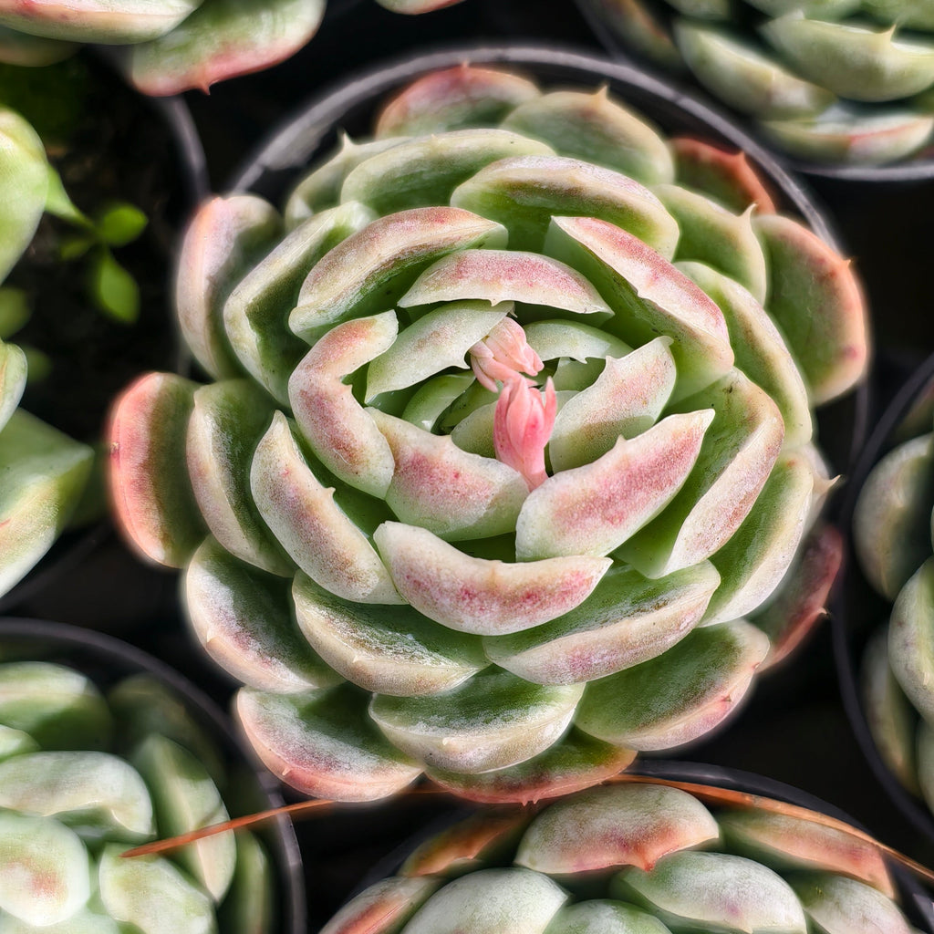 [PACK of 10 PLANTS] x  Echeveria 'Sina' aka. 'Mexican Rose'