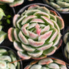 [PACK of 10 PLANTS] x  Echeveria 'Sina' aka. 'Mexican Rose'