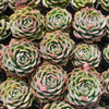 [PACK of 10 PLANTS] x  Echeveria 'Silhouette'