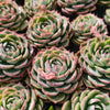 [PACK of 10 PLANTS] x  Echeveria 'Silhouette'