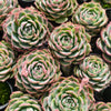[PACK of 10 PLANTS] x  Echeveria 'Silhouette'