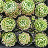 [PACK of 10 PLANTS] x  Echeveria 'Red Hole'