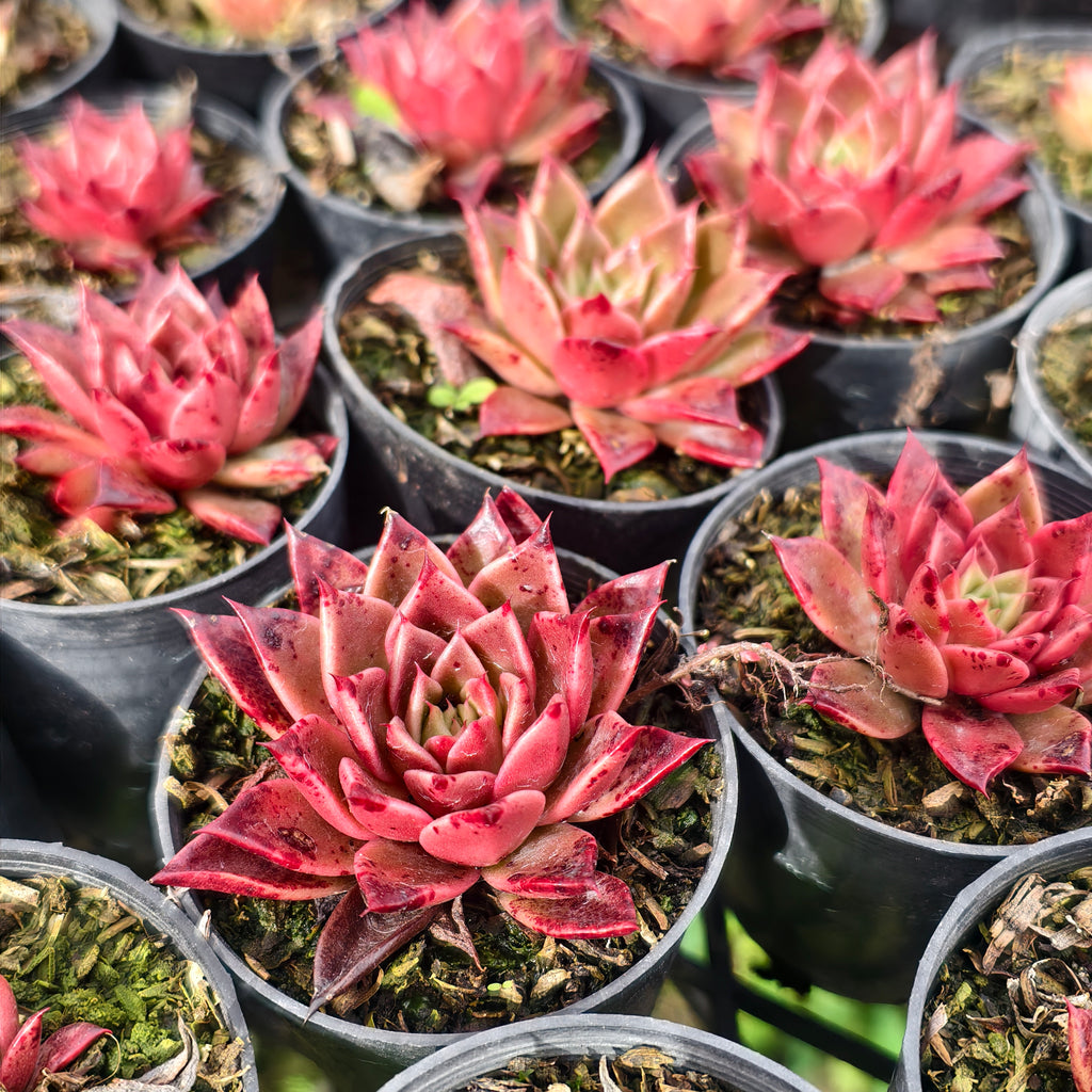 [PACK of 10 PLANTS] x  Echeveria agavoides 'Miranda'