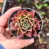 [PACK of 10 PLANTS] x  Echeveria agavoides 'Miranda'