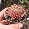 [PACK of 10 PLANTS] x  Echeveria agavoides 'Miranda'