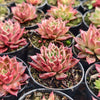 [PACK of 10 PLANTS] x  Echeveria agavoides 'Miranda'