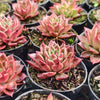 [PACK of 10 PLANTS] x  Echeveria agavoides 'Miranda'