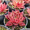 [PACK of 10 PLANTS] x  Echeveria agavoides 'Miranda'