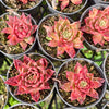 [PACK of 10 PLANTS] x  Echeveria agavoides 'Miranda'