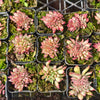 [PACK of 10 PLANTS] x Echeveria 'Ratam' CREST