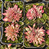 [PACK of 10 PLANTS] x Echeveria 'Ratam' CREST