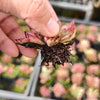 [PACK of 10 PLANTS] x Echeveria 'Ratam' CREST