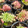 [PACK of 10 PLANTS] x Echeveria 'Ratam' CREST