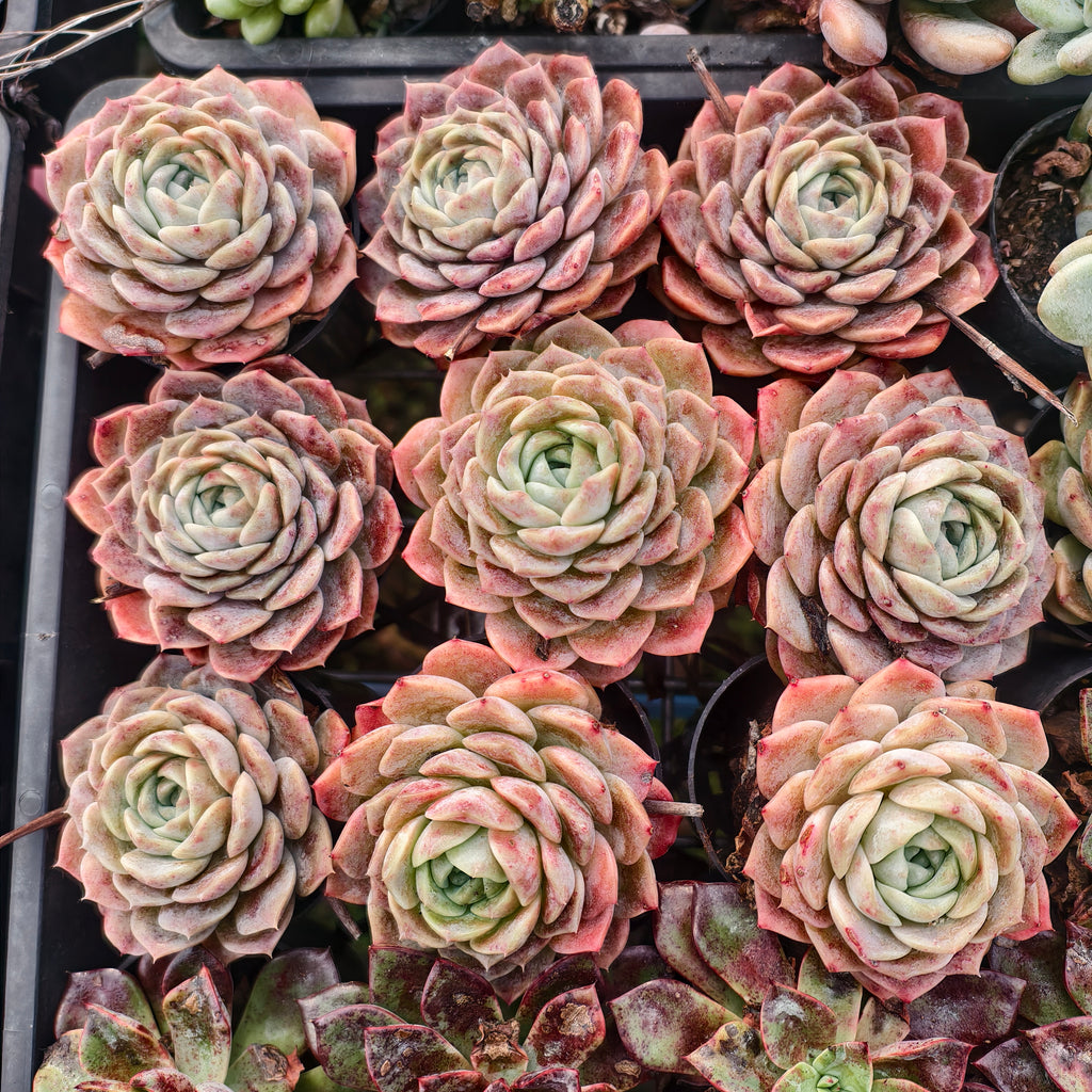 [PACK of 10 PLANTS] x Echeveria Apparition (KRF)