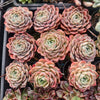 [PACK of 10 PLANTS] x Echeveria Apparition (KRF)