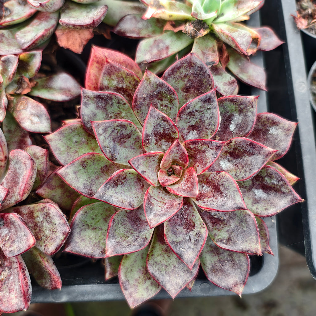 [PACK of 10 PLANTS] x Echeveria 'Riga'