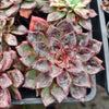 [PACK of 10 PLANTS] x Echeveria 'Riga'