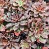 [PACK of 10 PLANTS] x Echeveria 'Riga'