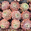 [PACK of 10 PLANTS] x Echeveria Apparition (KRF)
