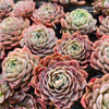 [PACK of 10 PLANTS] x Echeveria Apparition (KRF)