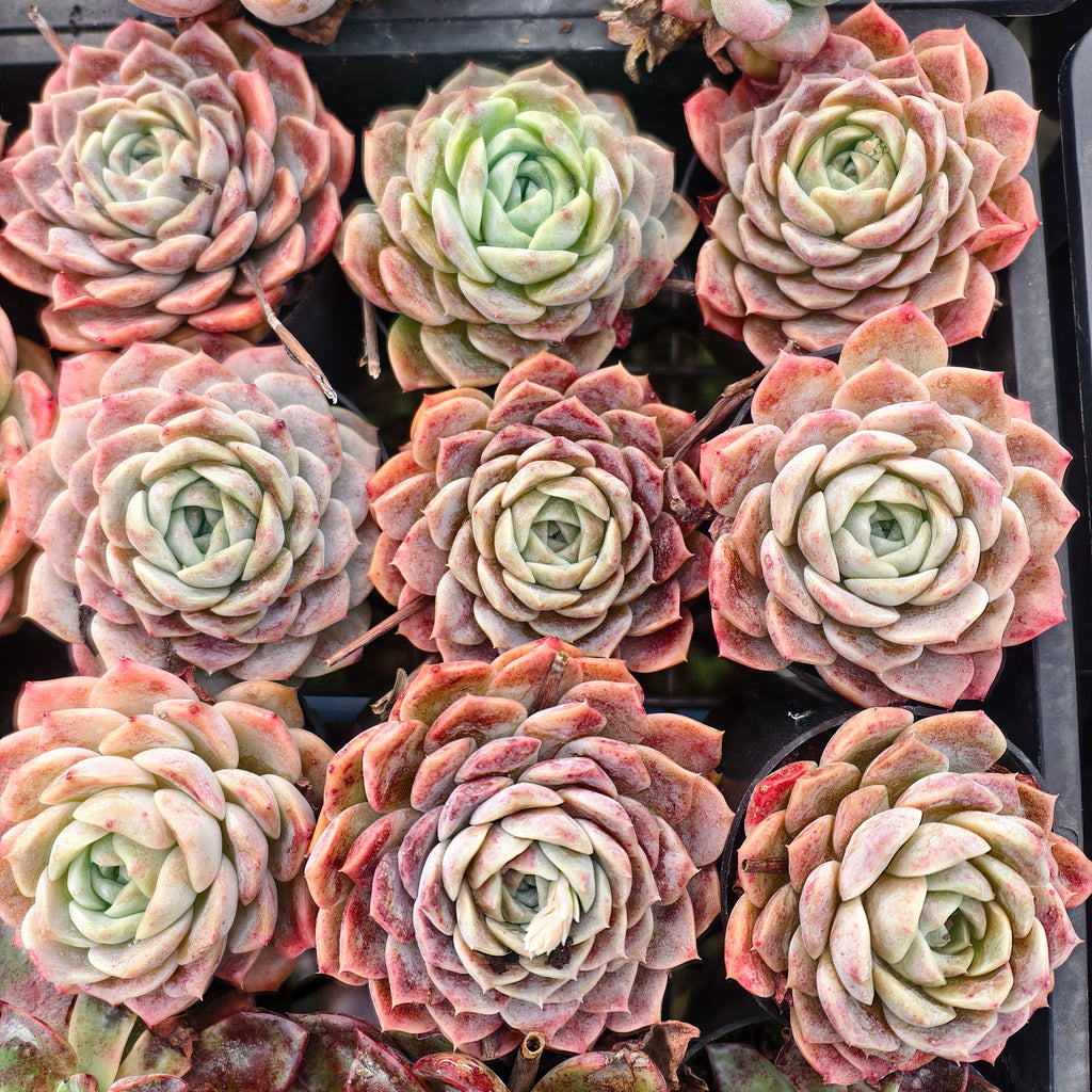 Echeveria Apparition (KRF)