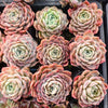 [PACK of 10 PLANTS] x Echeveria Apparition (KRF)