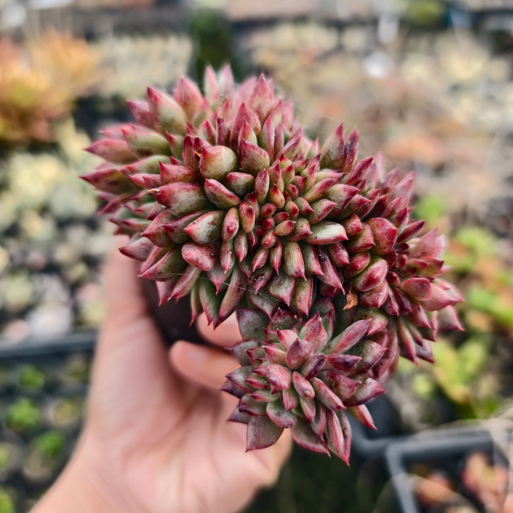[PACK of 10 PLANTS] x Echeveria 'Ratam' CREST