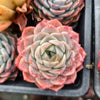 [PACK of 10 PLANTS] x Echeveria Apparition (KRF)