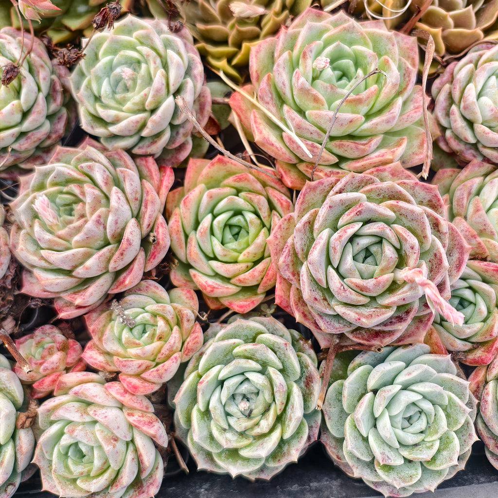 [PACK of 10 PLANTS] x Echeveria 'ROSALIA'