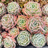 [PACK of 10 PLANTS] x Echeveria 'ROSALIA'