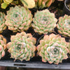 [PACK of 10 PLANTS] x Echeveria 'Peach Queen'